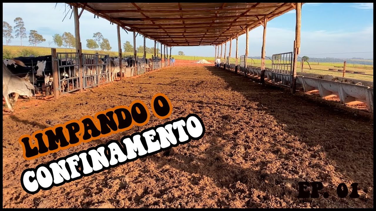 LIMPANDO CONFINAMENTO - EP 01 - Colocando gado pra fora #confinamento #gado #esterco