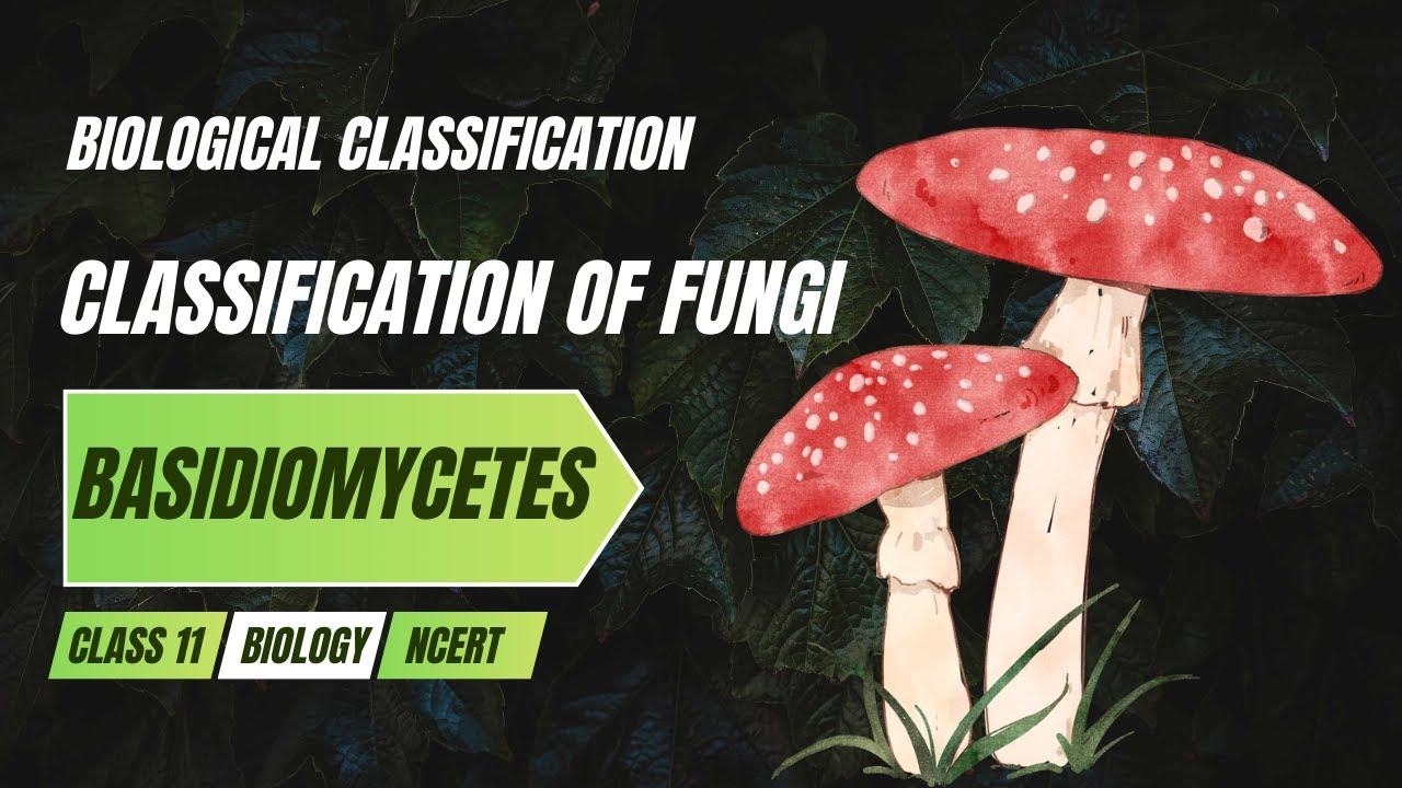 Basidiomycetes | Classification of Fungi | Biological Classification Class 11