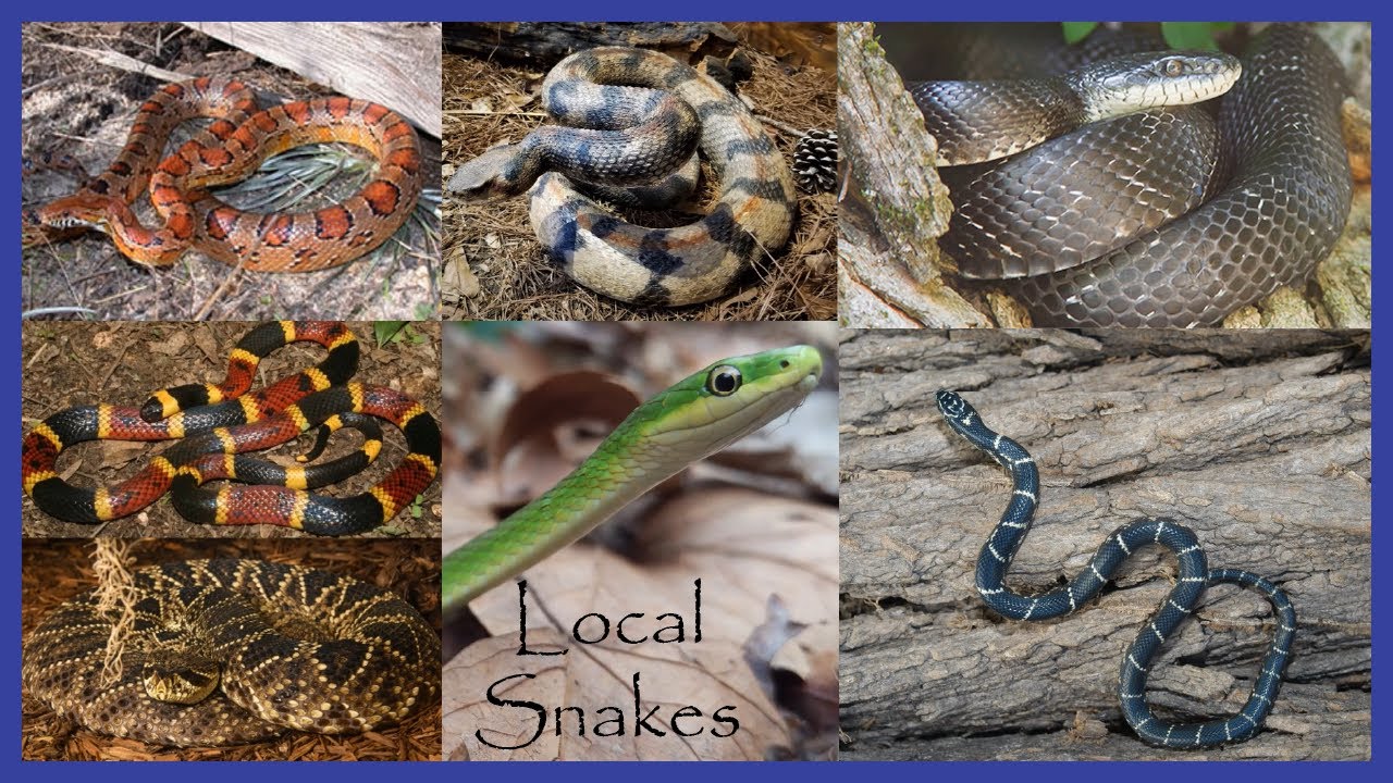 Local SC Snakes - Venomous and Non-Venomous Snakes