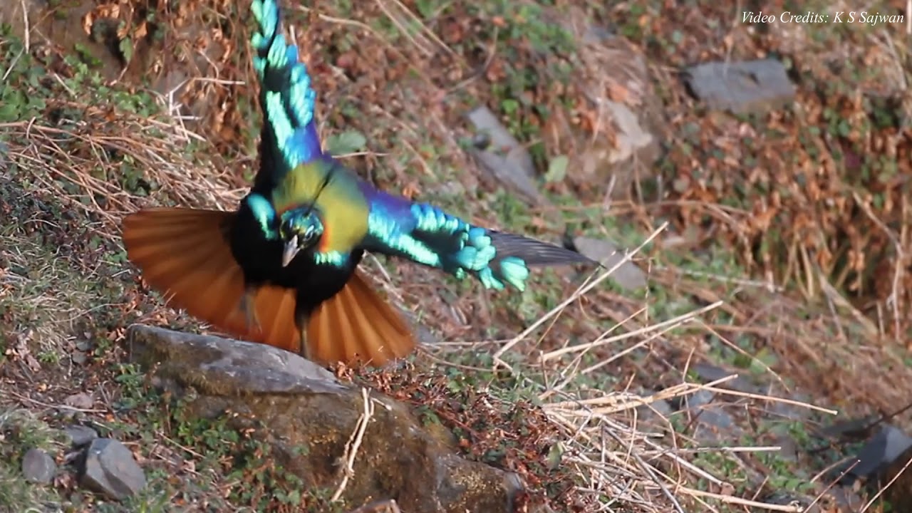 Mating Dance of Himalayan Monal In Wildlife