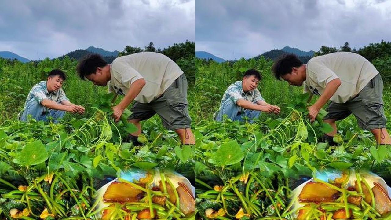 Corn ruined by boars, we ate their food, it's delicious. Hope prevention works! #NewFarmerPlan2024