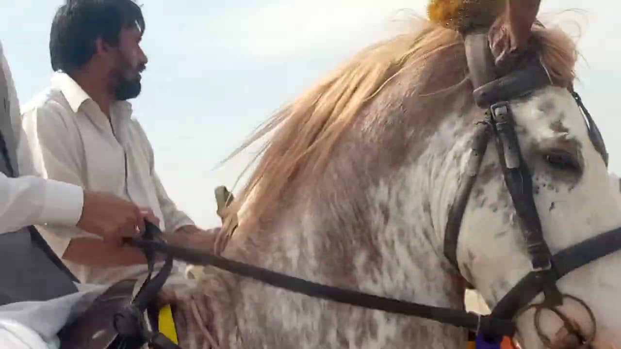 naza bazi mela kot shakir 2022 ki mokmal video mil ghi , khosab rod jhang sader