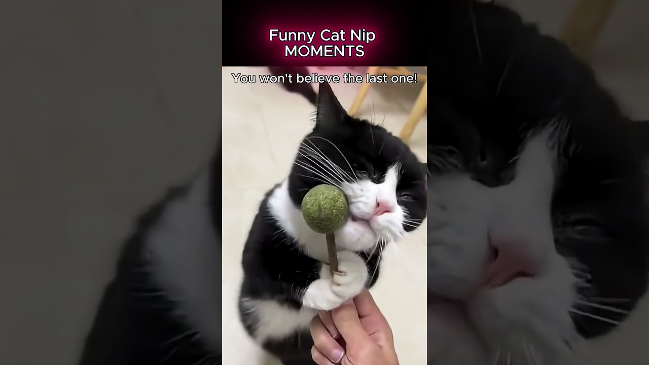 Some of the Funniest Cat Moments 😂🐈