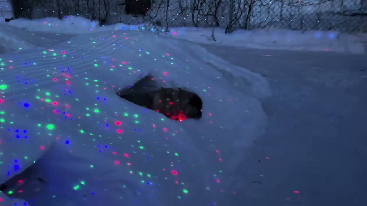 Pugs In Snow Tunnels #pets #snow #mypug #winter #pubg 