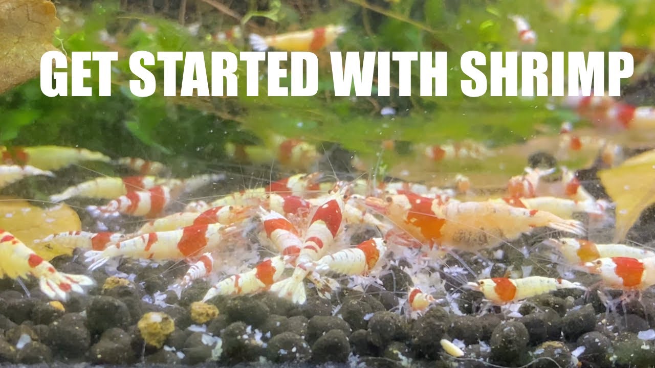 BEGINNER SHRIMP TANK GUIDE (CARIDINA)