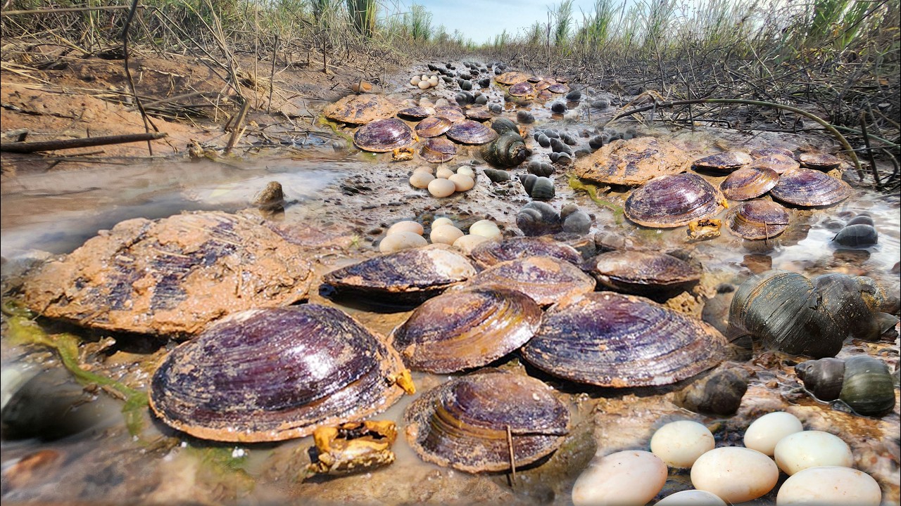 Полное видео: Слишком много устриц в канале в сухой сезон, когда вода в канале пересыхает. Автор:...