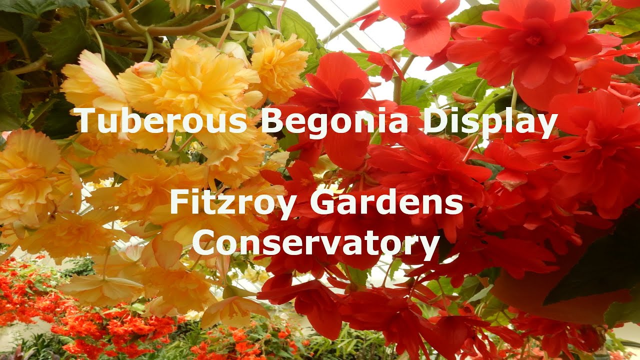Tuberous Begonia Display - Fitzroy Gardens Conservatory