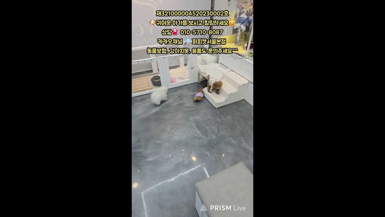 🐶퍼피캣서울본점😺 #퍼피캣  #강아지분양 #고양이 #고양이분양 #애견분양 #댕댕이 #라이브 #live