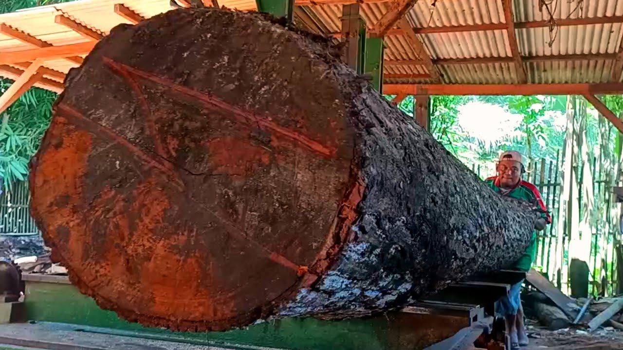 Big and beautiful long mahogany monster in the sawmill 