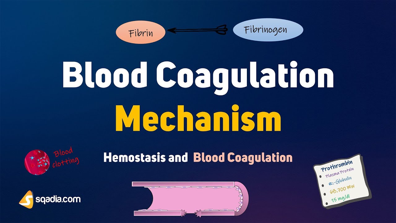Hemostasis and Blood Coagulation | Blood Coagulation Mechanism | Clotting Factors and Regulation