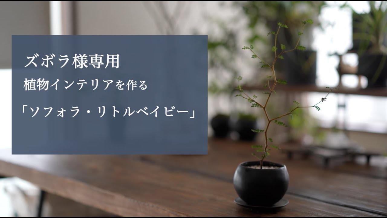 植物インテリアを作るIソフォラ・リトルベイビー