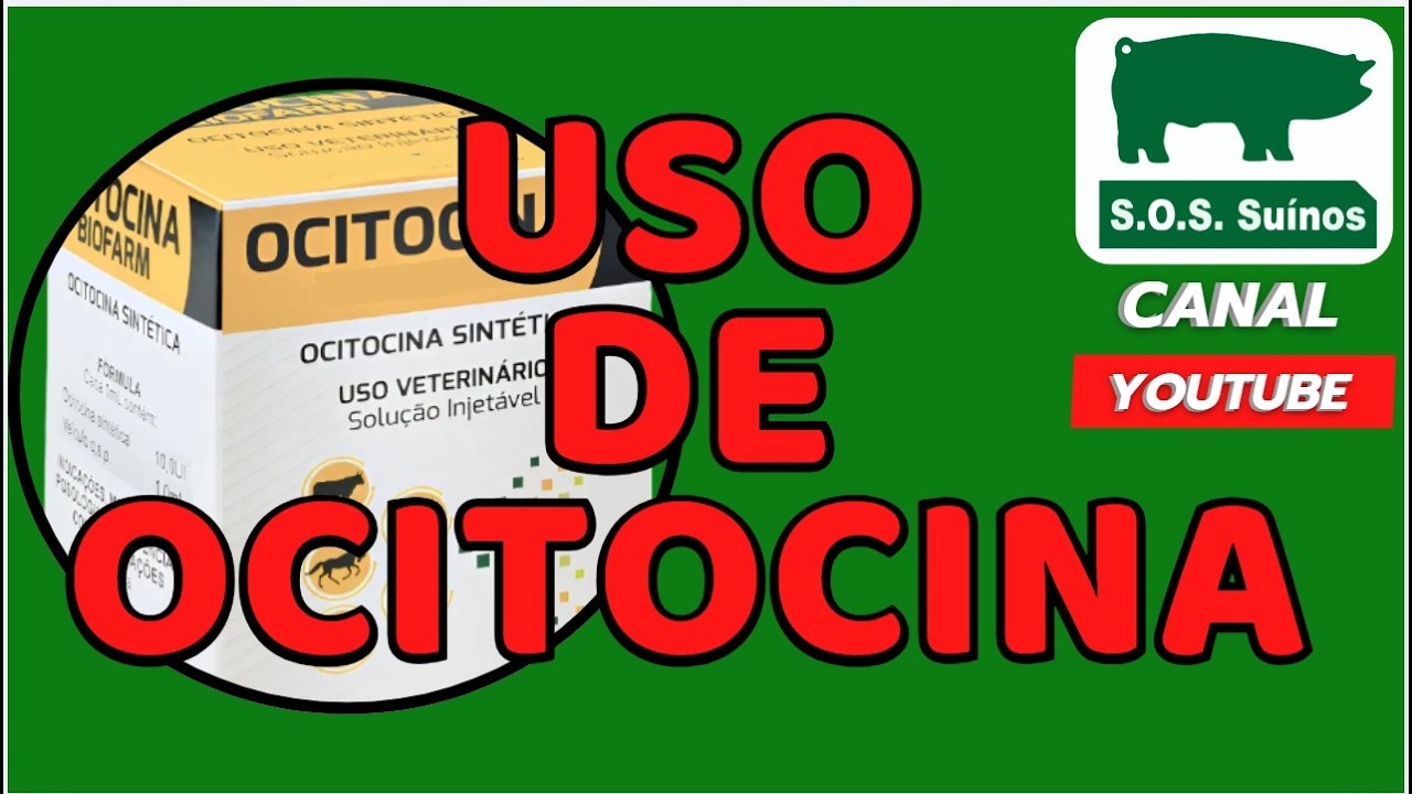 SUINOCULTURA: SOS SUÍNOS  - Uso de OCITOCINA