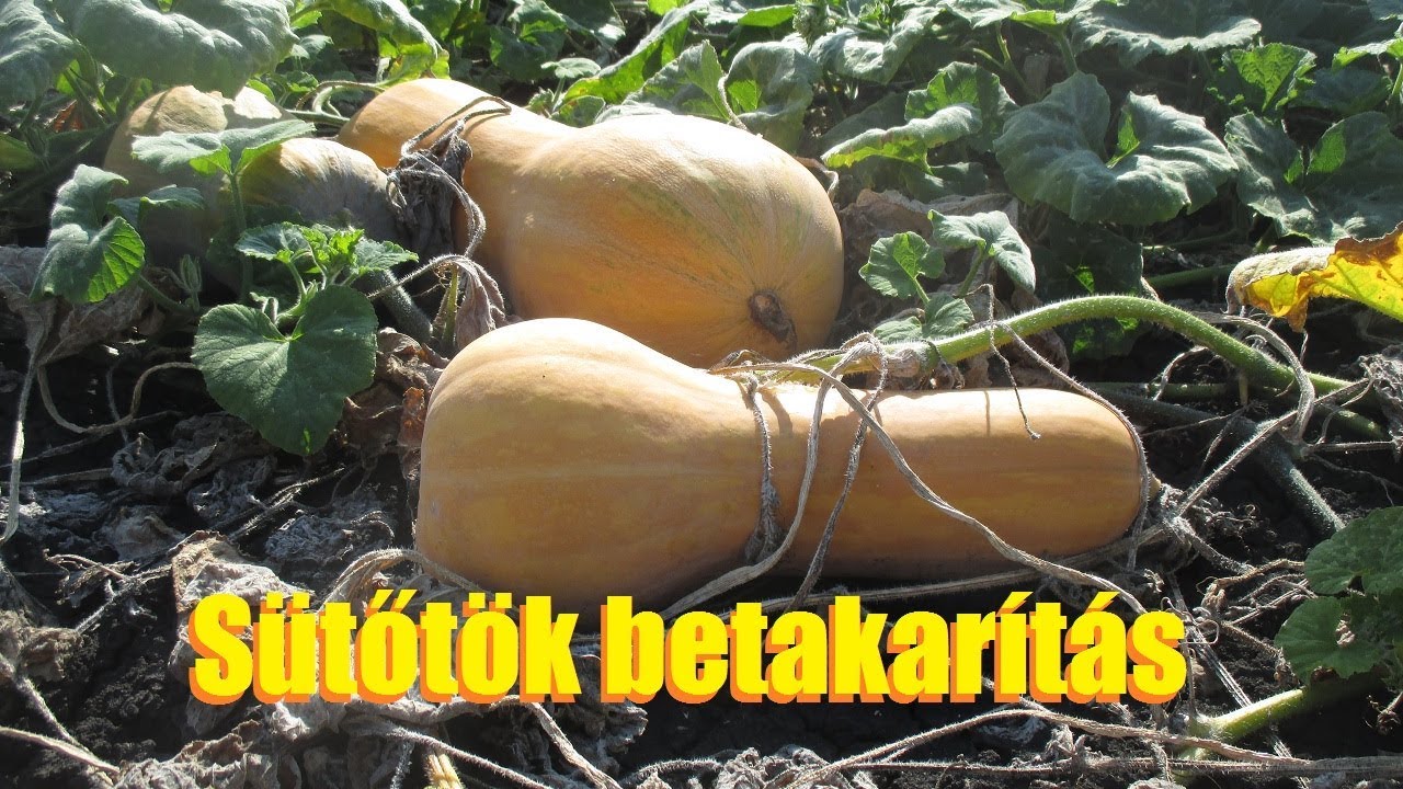 Sütőtök betakarítás 2017