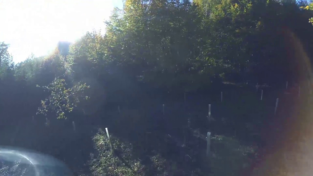 FPV in the forest