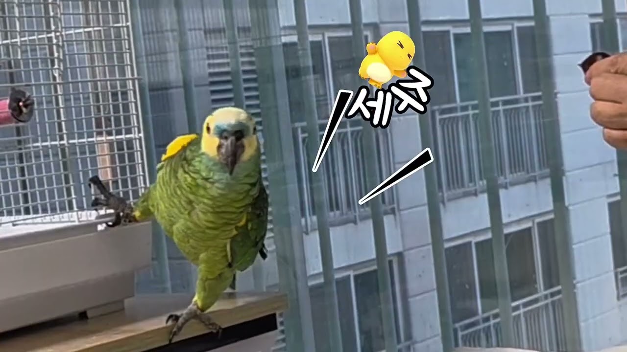 엄마 말 질듣고 뭐든 잘하는 아마죤앵무새입니다 #parrot #cute #birds 