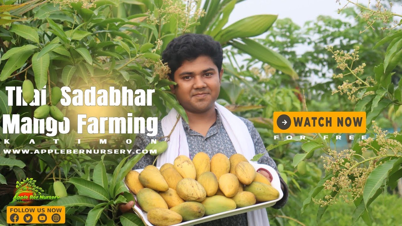 Thai Sadabhar Mango Farming || Sweetest Mango 🥭  in India