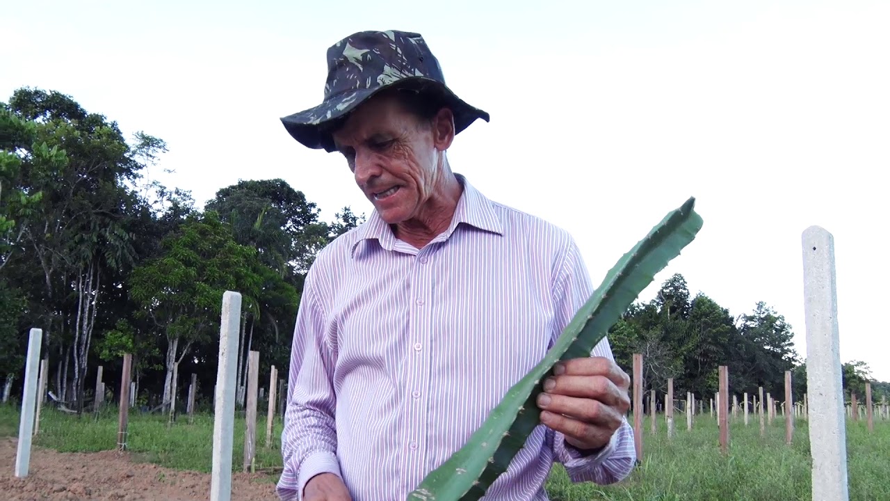 Agricultor mostra sua produção de pitaya em Porto Velho
