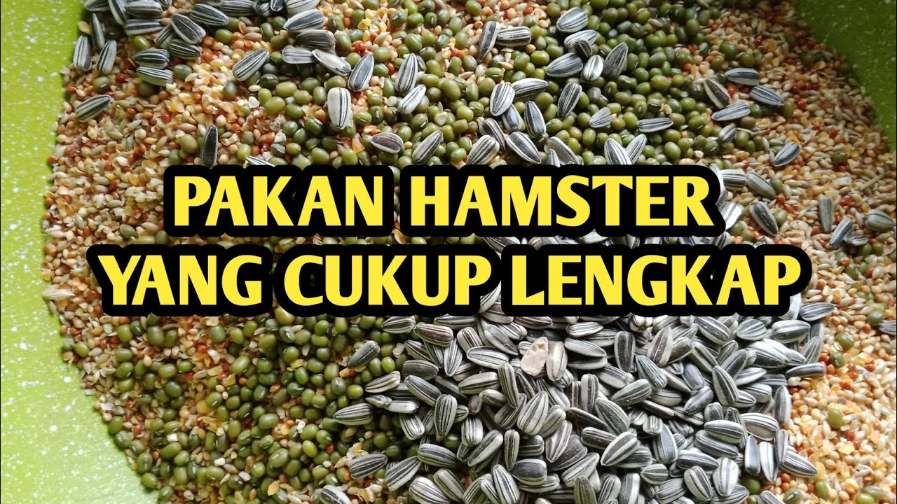 PAKAN WAJIB HAMSTER DI HAMSTER FARM DUMAI#animals #pets #youtube