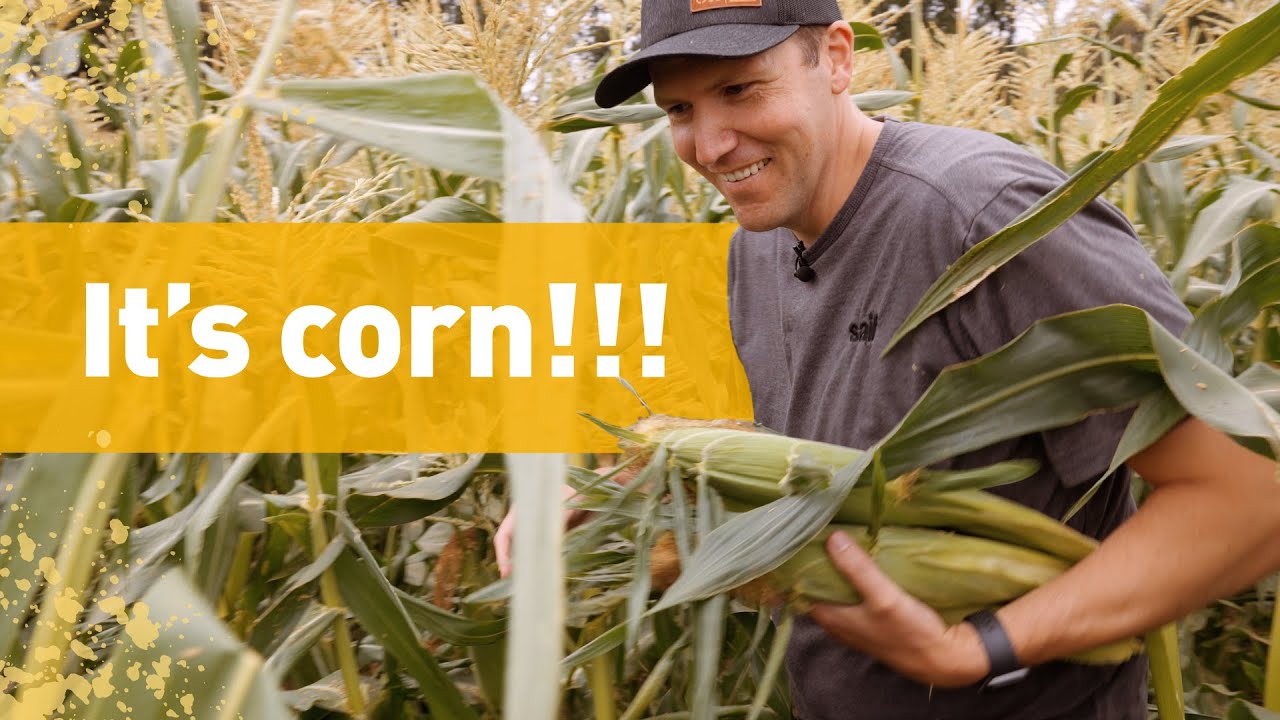 Creating the corn maze at The Pumpkin Patch | Oregon Odd Jobs