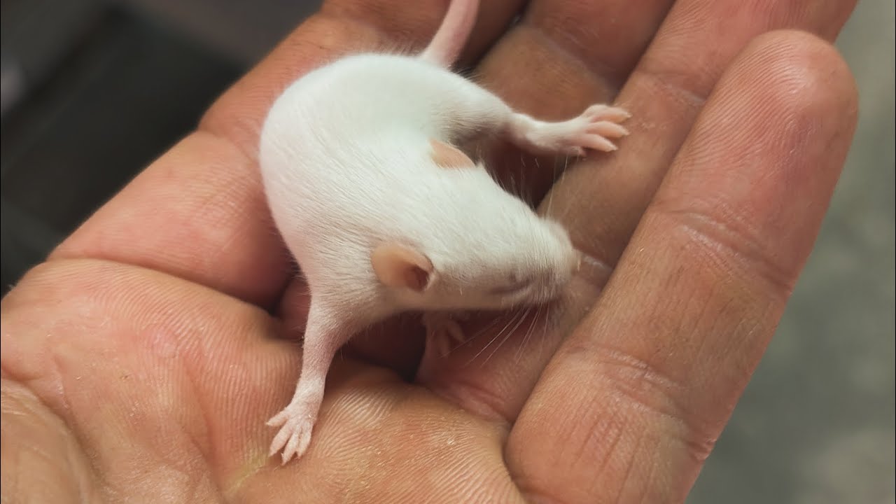 Allevare topi bianchi (mus musculus)