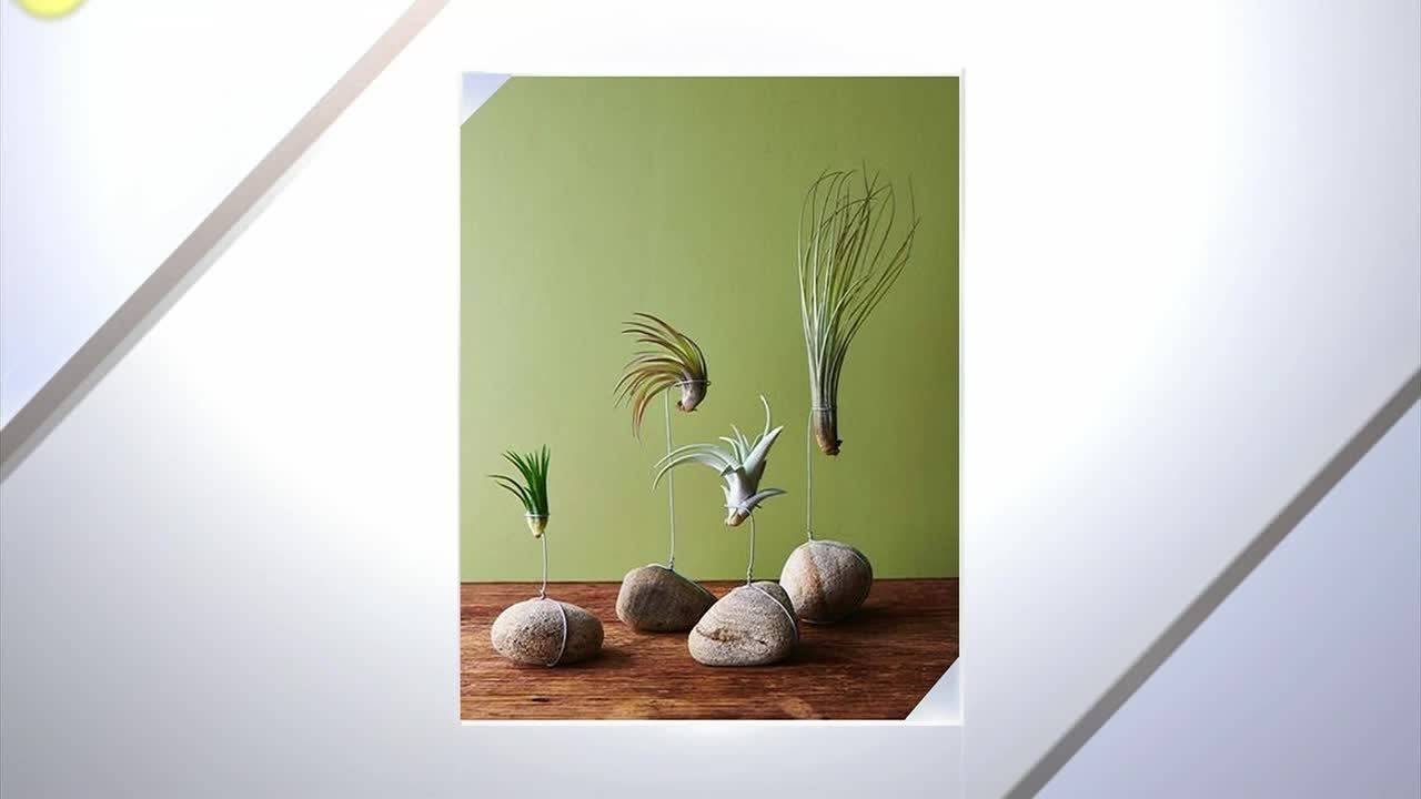 DIY: Air plant holders
