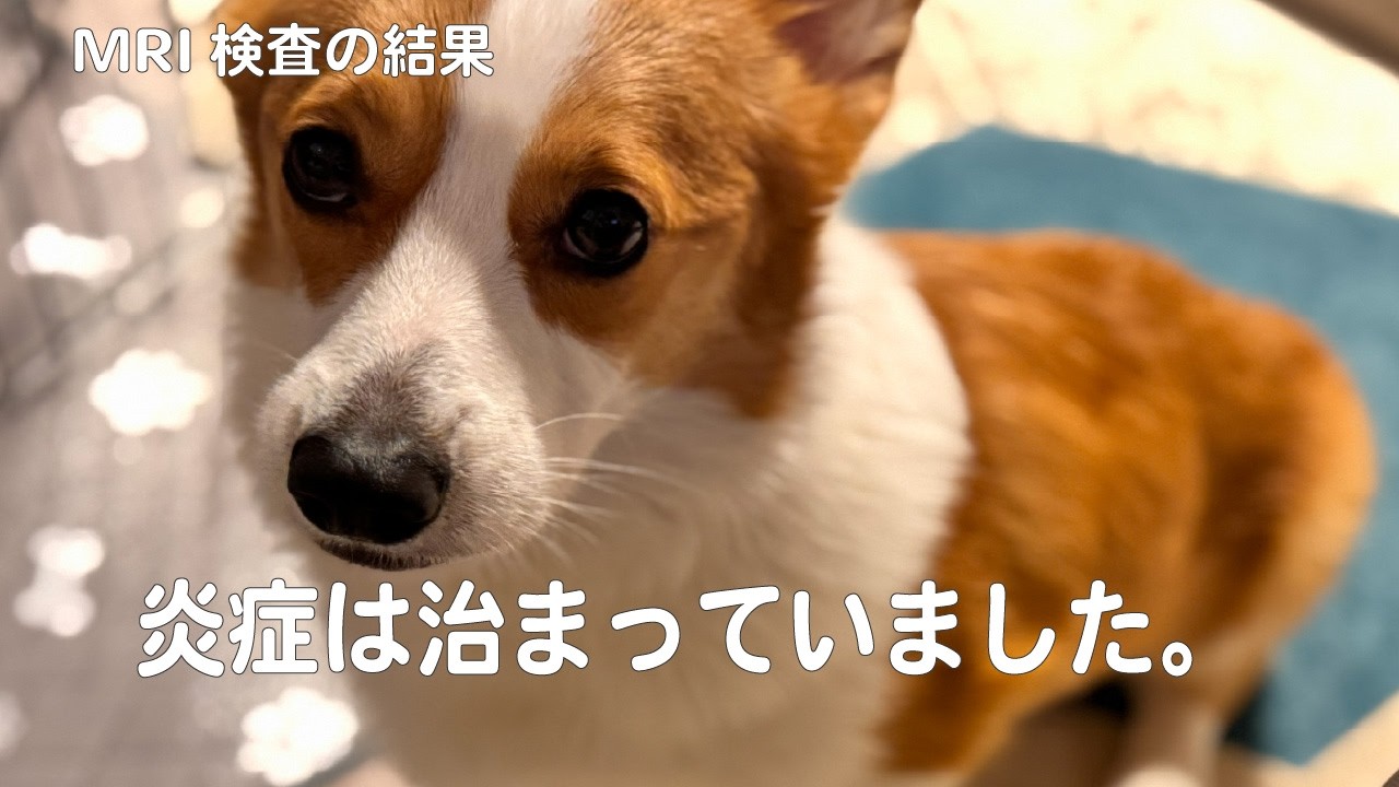 012.【MRI結果】脳炎は改善していました｜経過報告