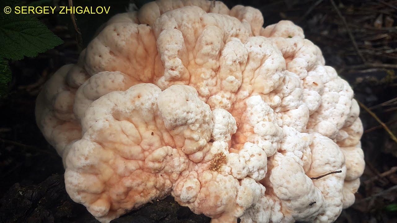 Трутовик серно жёлтый Laetiporus sulphureus Изготовление лечебного порошка Часть 2