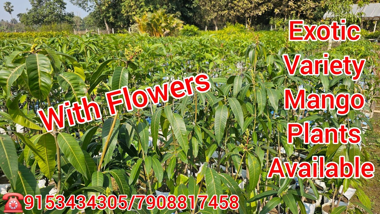 Online Fruit Plants Nursery Exotic Variety Plants Available 