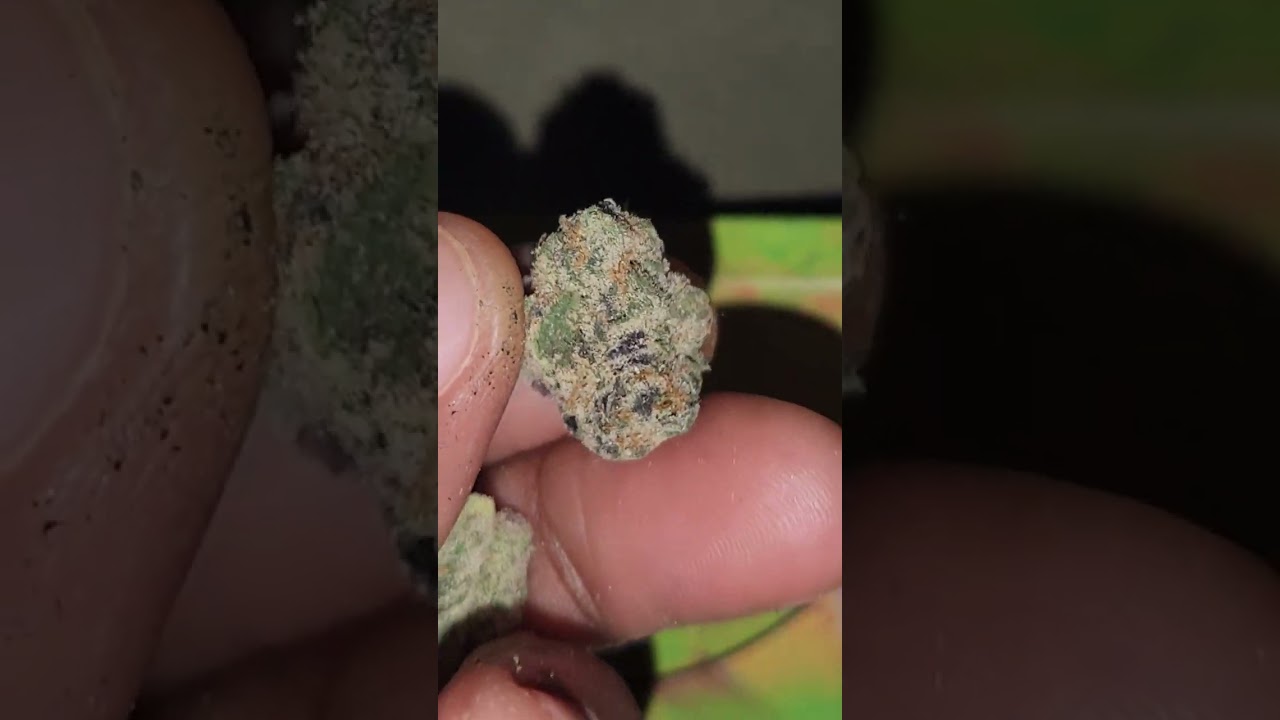 Visual Strain Review: Guavalicious by OakFruitLand 🔥🔥🔥🔥🔥