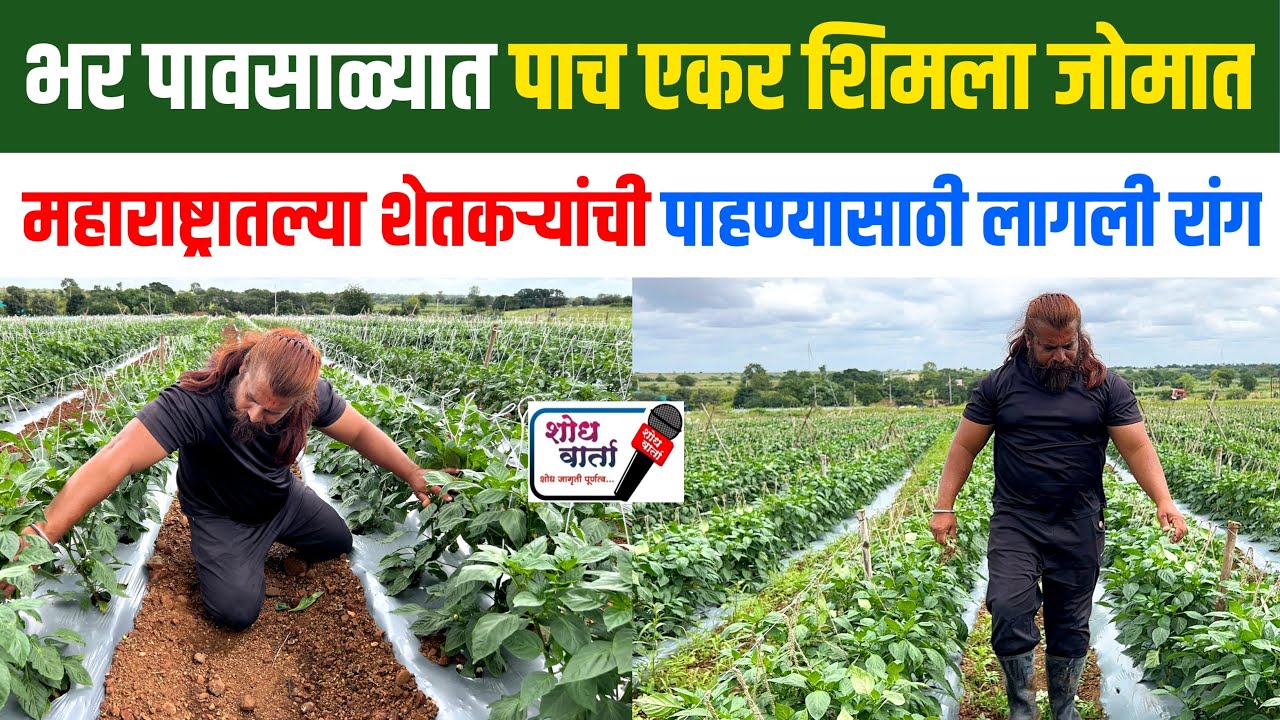 पाच एकरात शिमला मिरची लागवड | तून घेतले भरघोस उत्पादन | Capsicum Farming | शोध वार्ता |