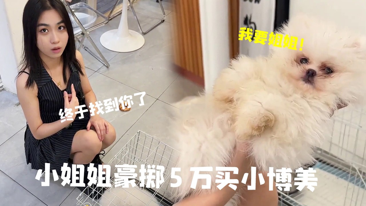 美女花 5 万买一只小博美，大家都说她傻，真相却看哭所有人！#博美 #宠物狗