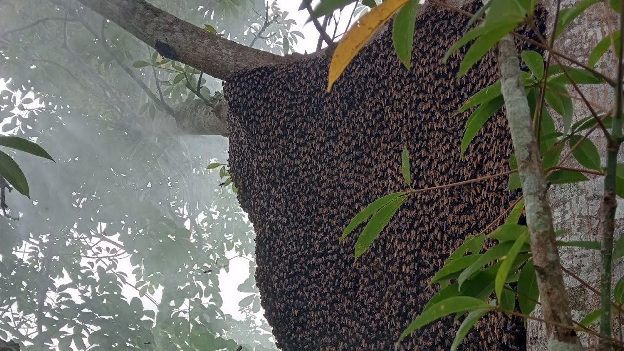 Sarang lebah super jumbo di pohon kapuk...#madumurni