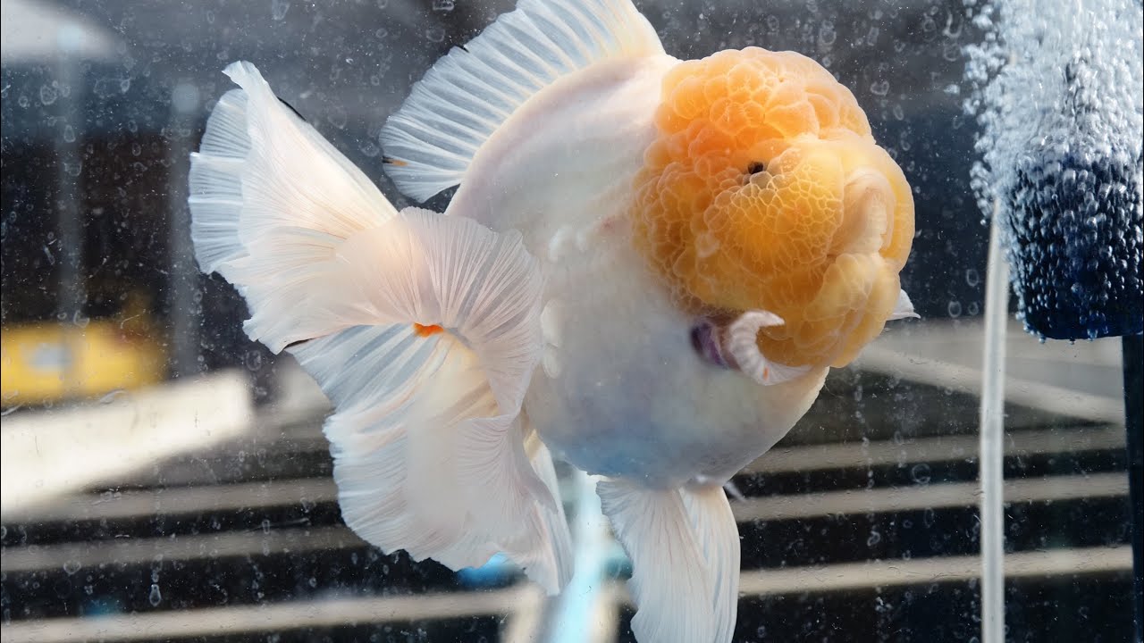 Godzilla selected from Shogun Farm, PJLEE SELECTED from Shogun #godzilla #oranda