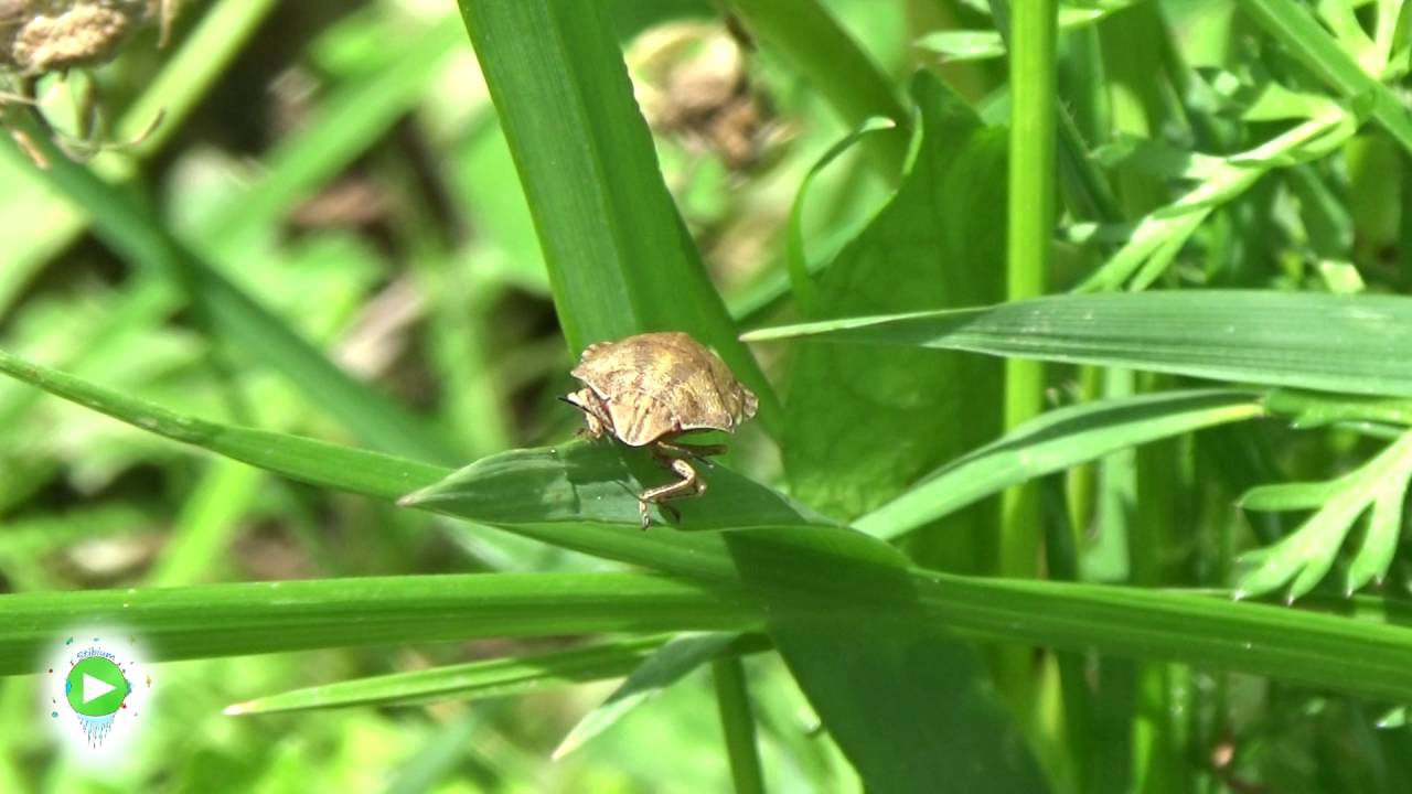 Stibium Wild - Eurygaster maura (Lemnar) - Shield-Backed bug