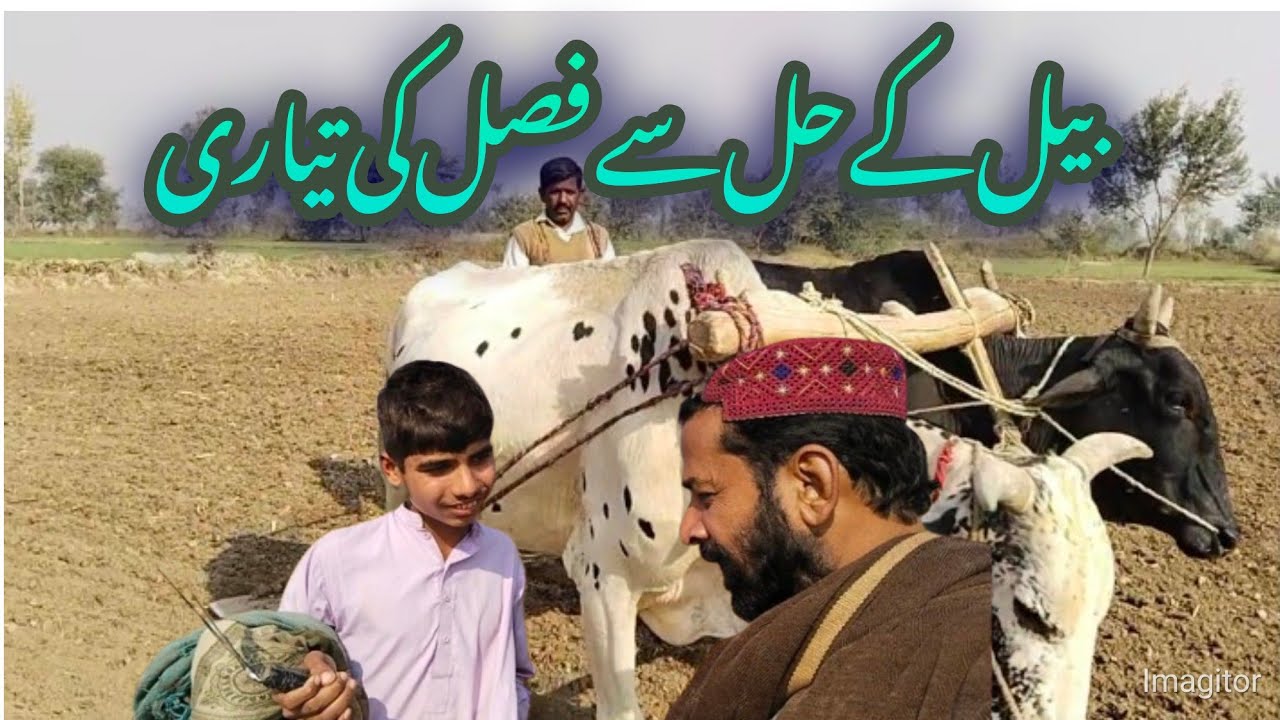 پرانے زمانے میں کھیتی باڑی کیسے کی جاتی تھی#village #villagelife #lalapindwala #punjabibest4ever 