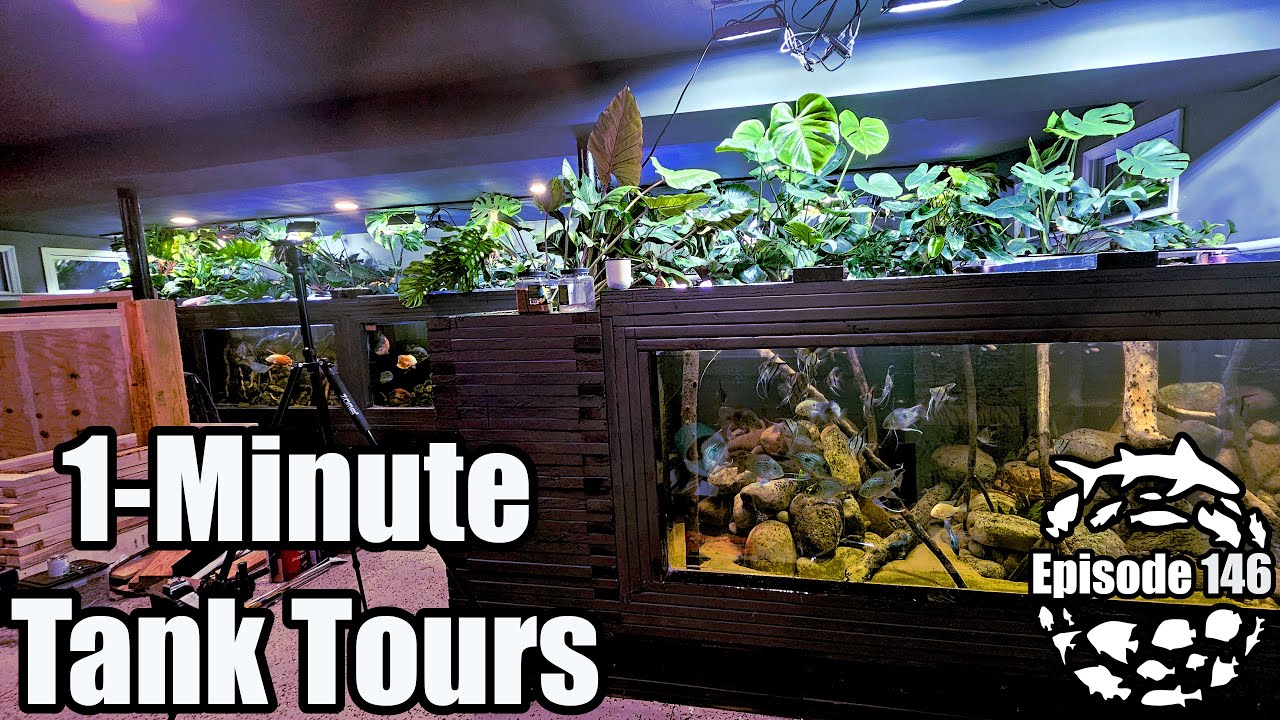 1-Minute Aquarium Reviews For the Entire Fish Basement