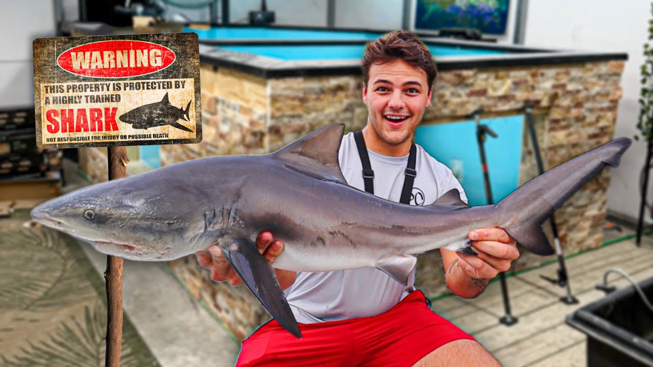 BABY BULL SHARK for SALTWATER POND?!