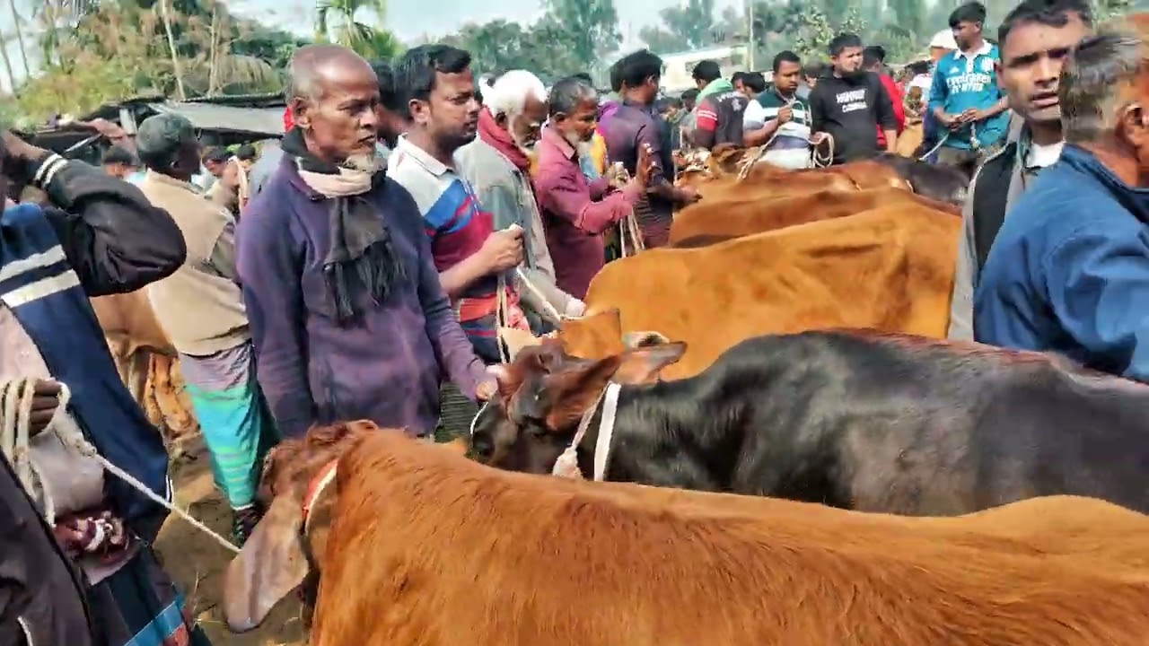 খামারের জন্য শাহীওয়াল বকনার বাজার দর ও নতুন খামারিদের জন্য সুবিধা”