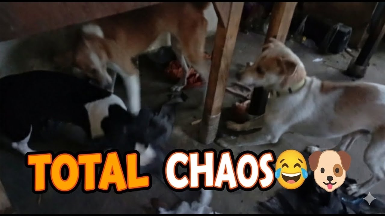 When Dogs Play Like This, Expect a Huge Mess #DogLife #DogPlaytime #JhoroyVlog