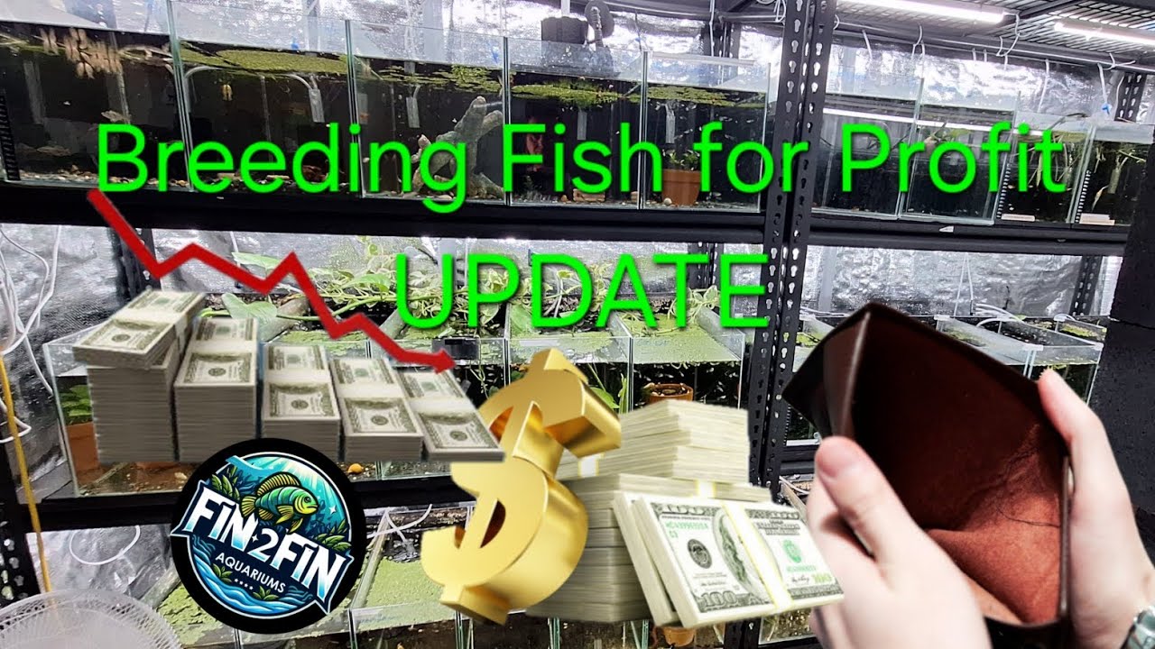 Новости о разведении рыбы для получения прибыли: 9 месяцев испытаний Fish Room