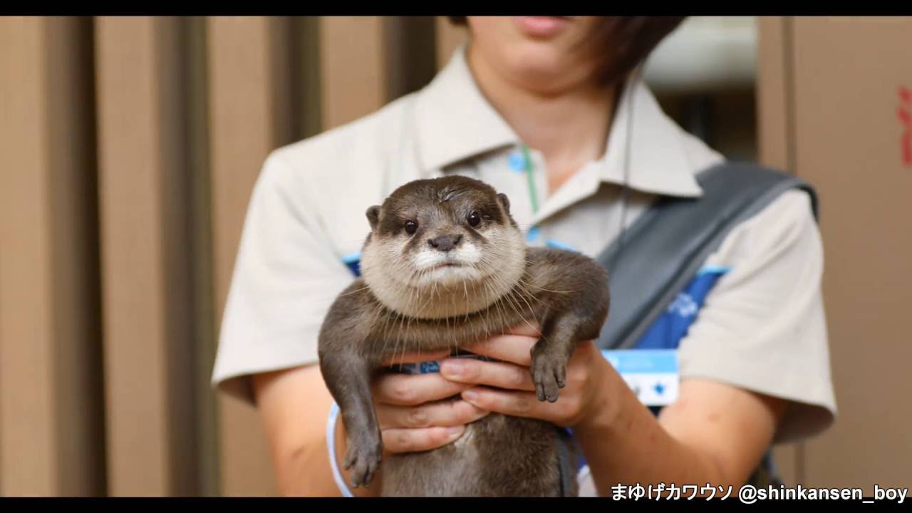 サンシャイン水族館　カワウソとことこグリーティングとやまさんぽ 2016/9/9