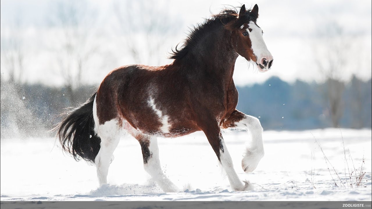 Princesses Don’t Cry ll Equestrian Music Vidéo