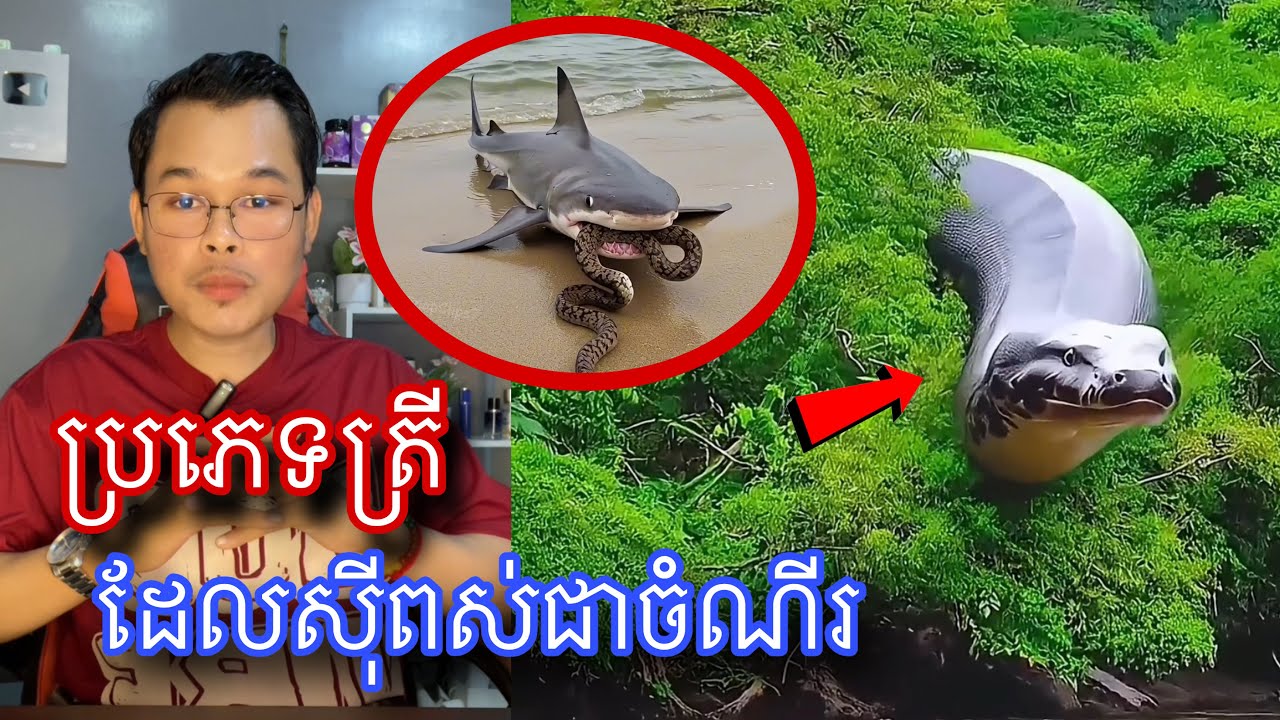 មកស្គាល់ប្រភេទត្រីដែលចូលចិត្តប្រម៉ាញ់សត្វពស់ធ្វើជាចំណី l Mr.Veasna2