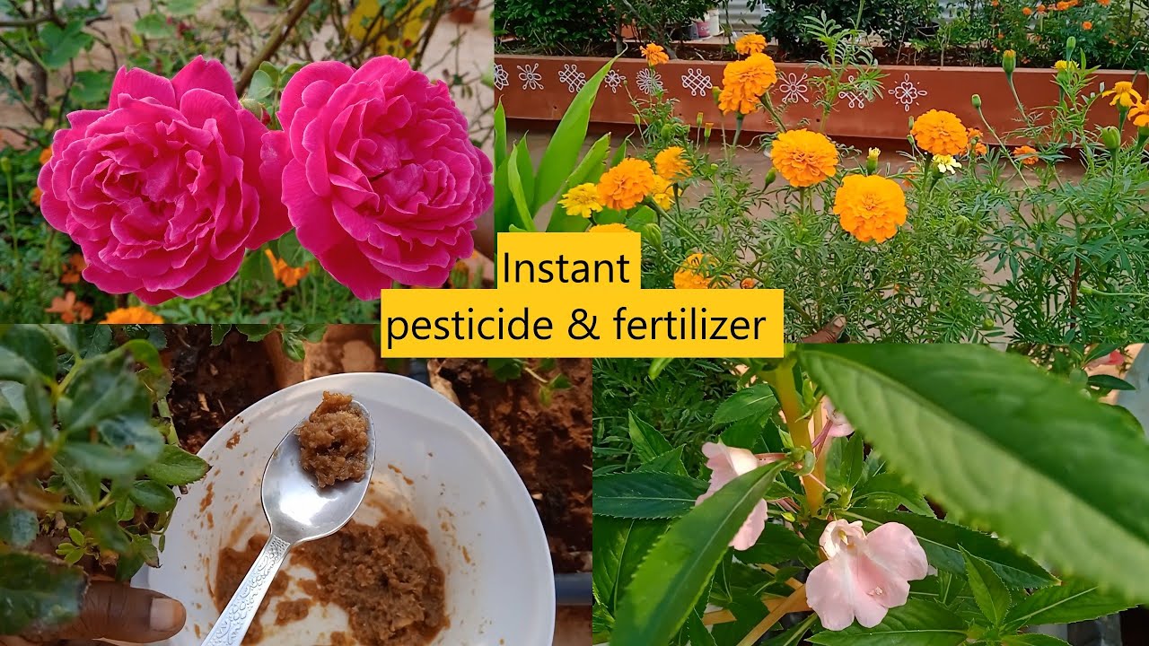 ఇది pesticideగానే కాకుండా పూత రావడానికి, వచ్చిన పూత రాలకుండా ఉండటానికి కూడా ఉపయోగపడుతుంది