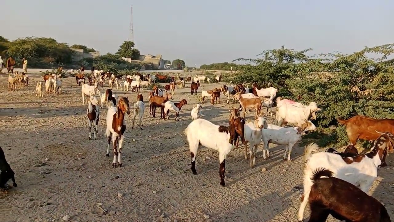 Goats of village near umerkot sindh | beautiful goats | thar thak 