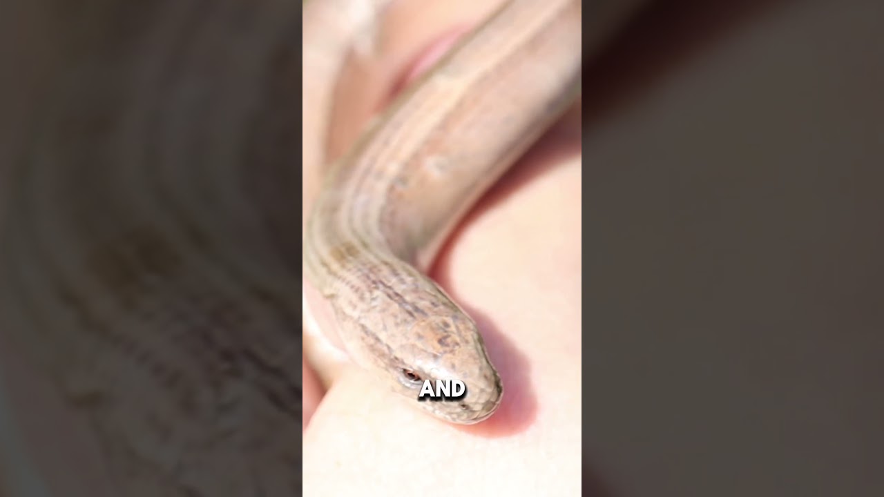 The UK has snakes and lizards