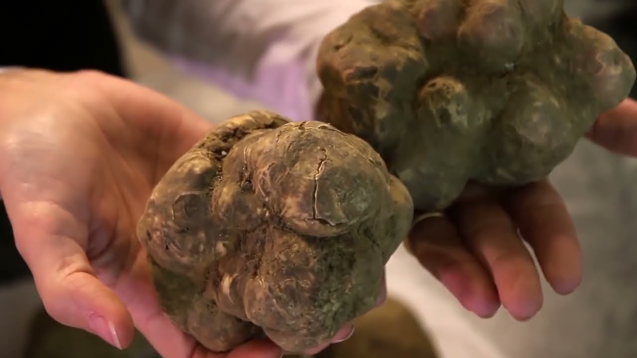 LAS GUERRAS DE LA TRUFA. Uno de los alimentos m&aacute;s caros del mundo.
