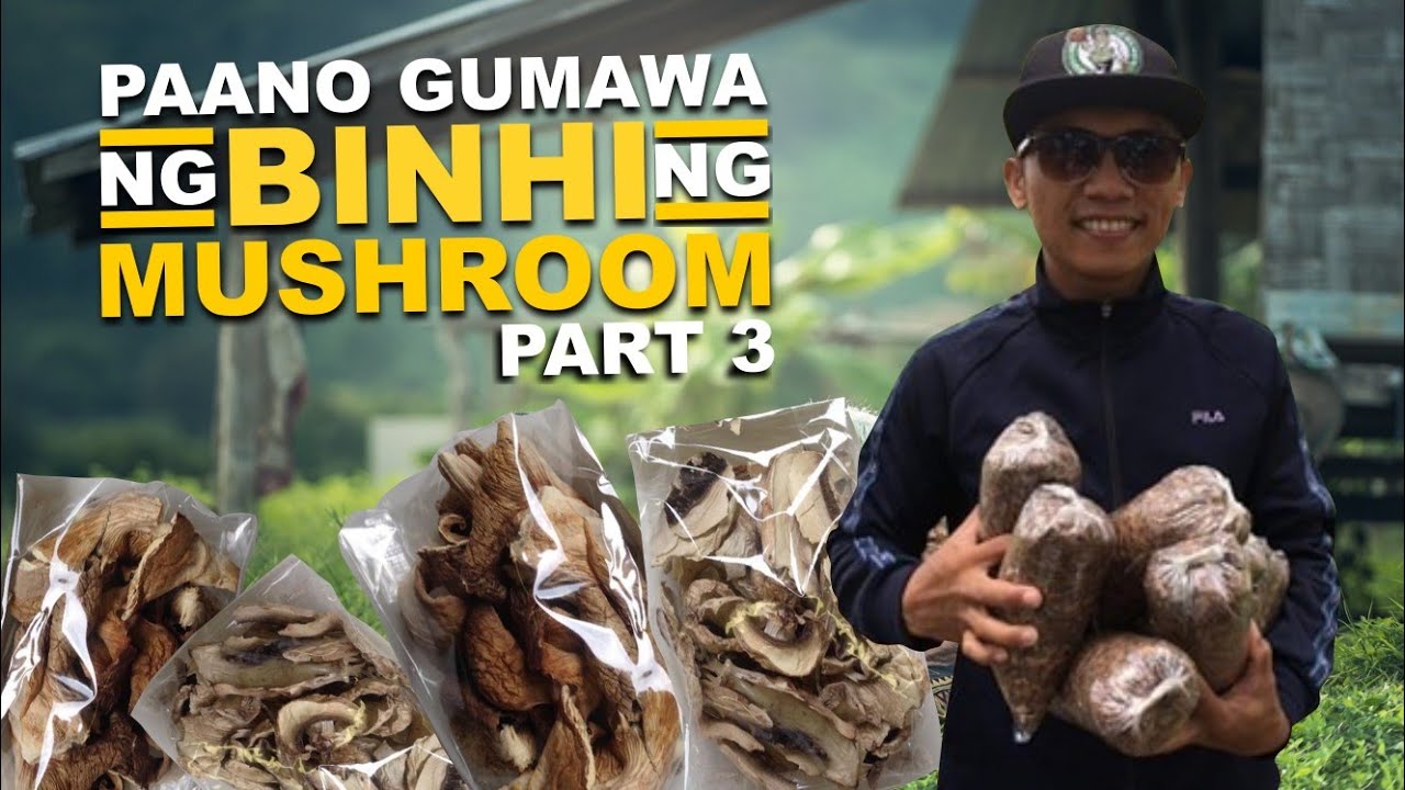 Part 3 | Paano Gumawa ng Binhi ng Mushroom| MUSHROOM SEEDLINGS | Tamang Pag Repack ng Binhi