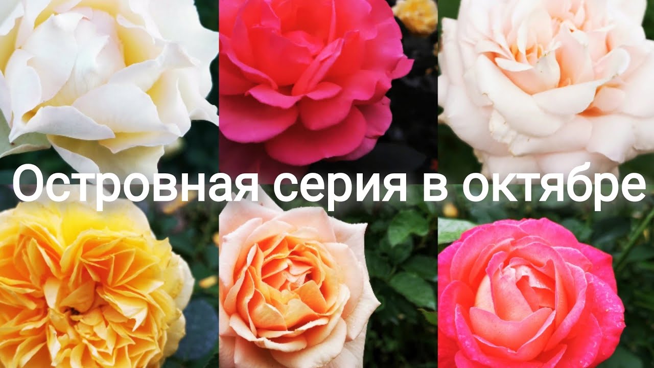 Третья волна цветения роз Островной серии HOLIDAY ISLAND, от INTERPLANT.