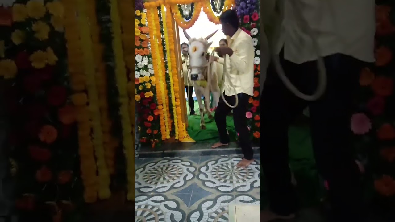 cow enter in home at the time of gruhapravesham# gruhapravesham # cow entry  # home ceremony 2023